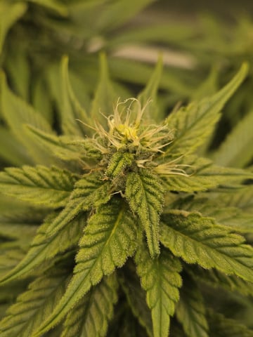 First Indoor Grow — germination, day 96