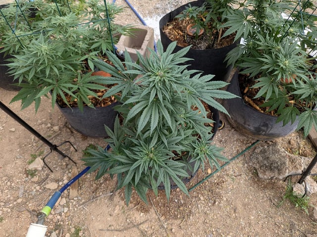 October Start — flower, day 110