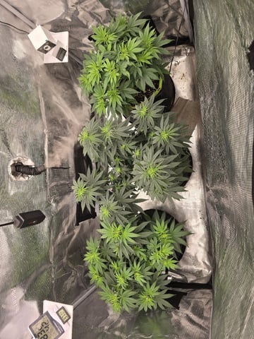  1 Blue Zushi x Venom & 1 Jack Here x Strawberry Cookies OG — flower, day 46