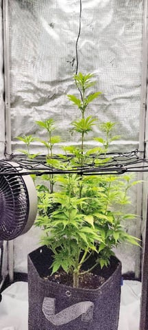 Auto OG Cush — flower, day 60