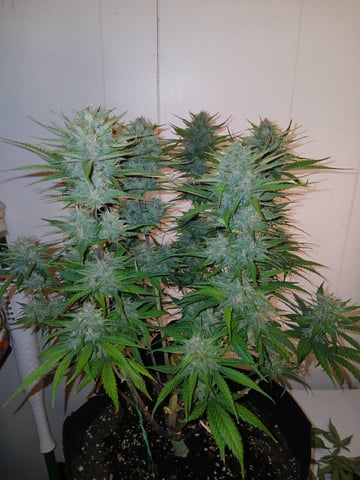 Lsd25, Dosido,GDP All Autos. — grow_setup, day 52