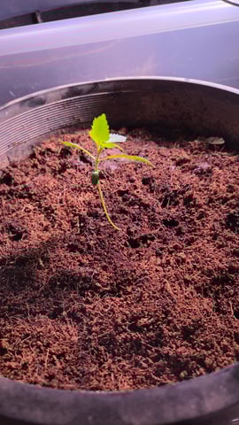 first run — seedling_rooting, day 18