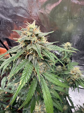 Blue Knight — grow_setup, day 2