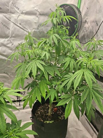 Do Si Dos -Cookies — flower, day 69