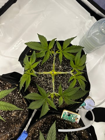 XJ-13 x Pennywise — vegetative, day 14