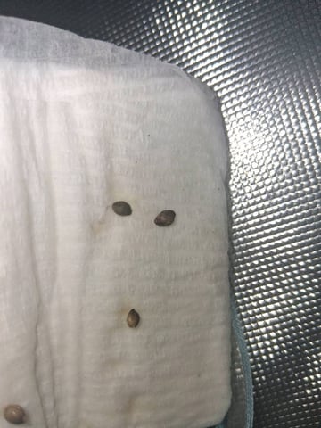 Free Seeds — germination, day 10