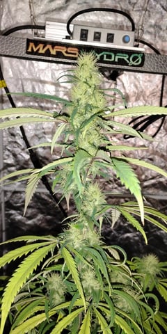 two clones and sour diesel 