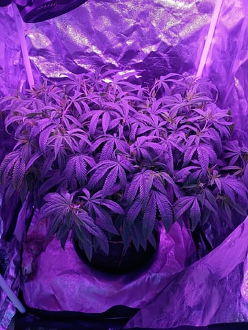 Purple Plum Perfect 💜 & 2 Grape Runtz 🍇 Mainlining garden.  — vegetative, day 128