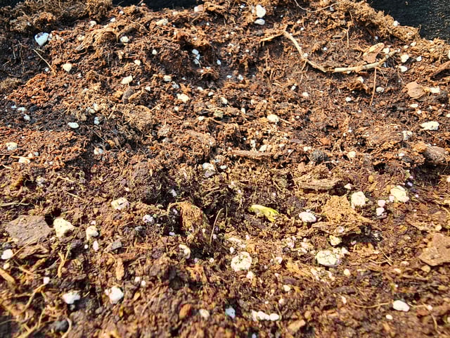 strawberry soda — grow_setup, day 6