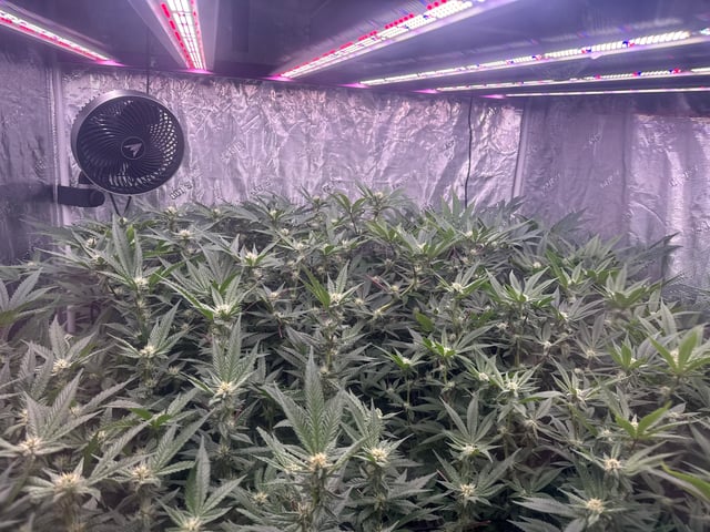 exotic genetix / beleaf cut white truffle  — flower, day 21