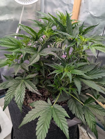 Trizzler  — flower, day 33