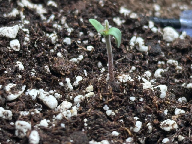 Pine (Auto) 2025 - 0 — seedling_rooting, day 7