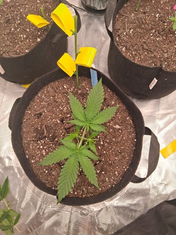 Seedman mix auto & seedman mix auto & GodFather OG — vegetative, day 21