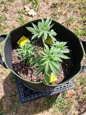 My First Grow — vegetative, day 74