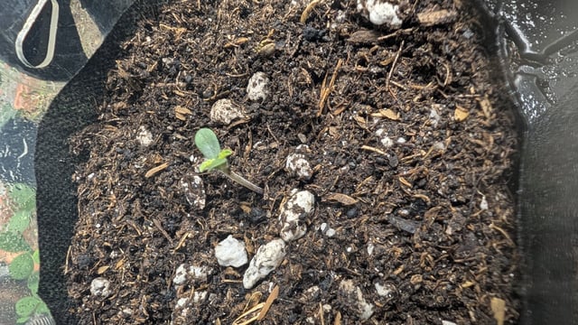 mephistO'z (Oreoz) — seedling_rooting, day 1