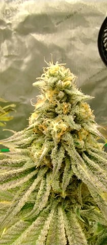 Skunk #1 — flower, day 124