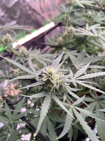 Phx_Freedom — flower, day 1