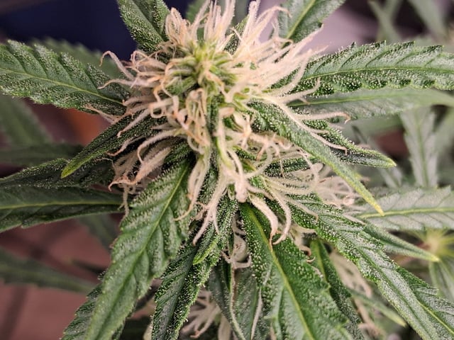 Seedman mix auto & seedman mix auto & GodFather OG — flower, day 78