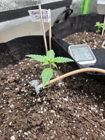 Genius Juice x Cinderella 99 Feminized — germination, day 10