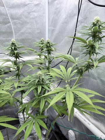 Blue Dream Grow — flower, day 59
