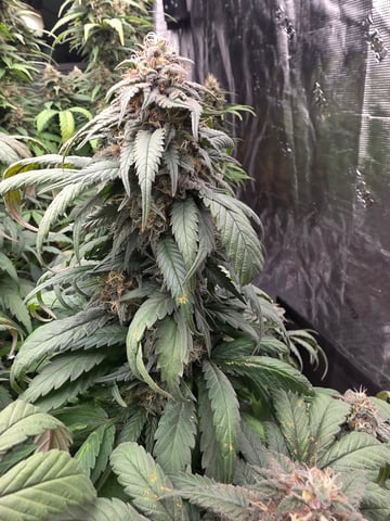 outdoor start/indoor 2025 — flower, day 199