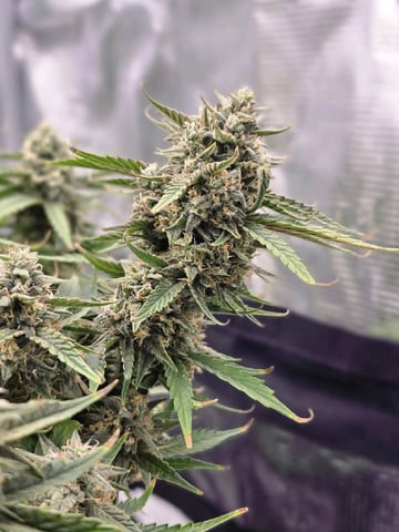 blue dream auto — flower, day 62