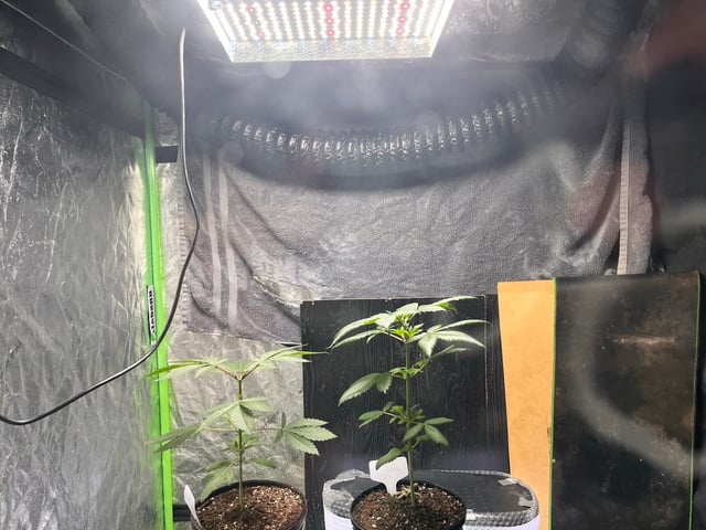 Fruity Pebbles  — vegetative, day 30