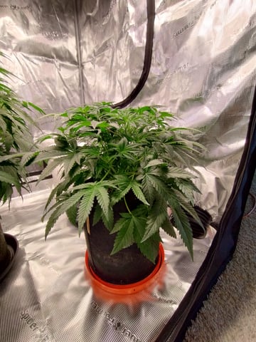 First grow — flower, day 44