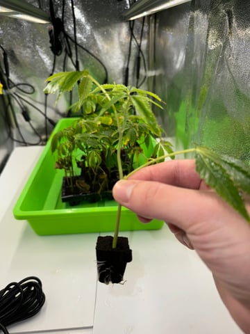 Permanent Marker, Gary Payton Cuttings/Clones  — seedling_rooting, day 11