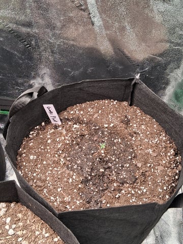Lemon Cherry Cookies, Purple Haze and Strawberry Gorilla Grows — germination, day 32