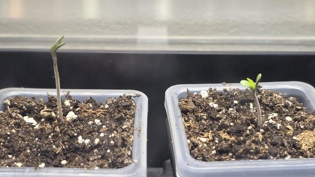 Strawberry Sugar  — germination, day 3