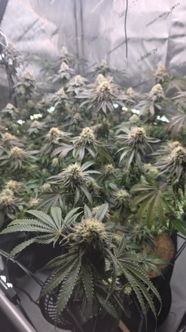 ethos genetics  — flower, day 110