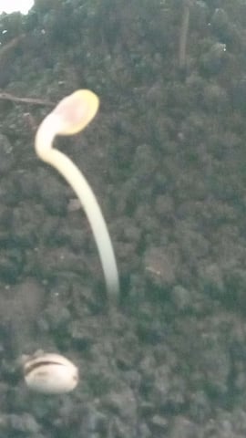 Northern Lights Auto 🍃 — seedling_rooting, day 1