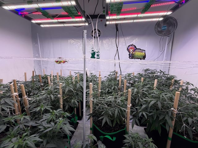 Indoor Grow  — flower, day 143