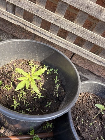 Muliflex — vegetative, day 28