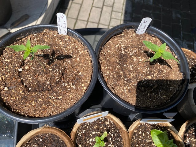 queen of soul X cap junky  — seedling_rooting, day 12