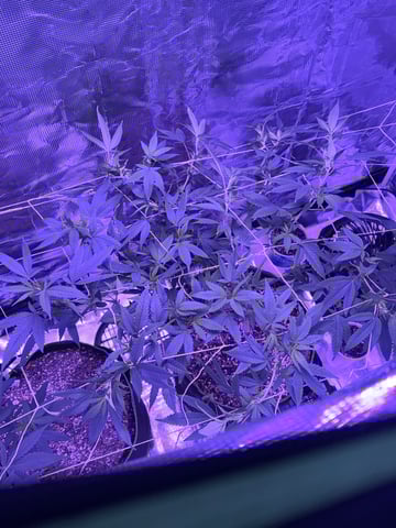 CANDYLAND — flower, day 105