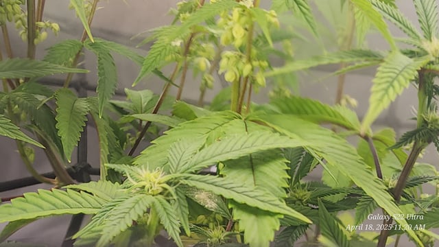 Pez Mints Breeding Session — flower, day 8