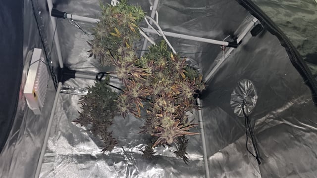 Jelousy Fast(Photo) & Ultra Voilet (Auto) — harvest, day 76