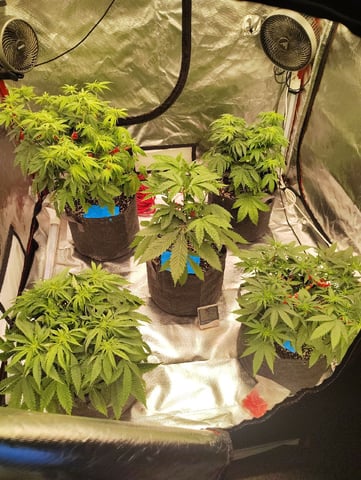 Leaf Cycle Genetics (Angie's Ear Muffs) And Premium Gas Genetics (Orange Swirl Pop) — flower, day 8
