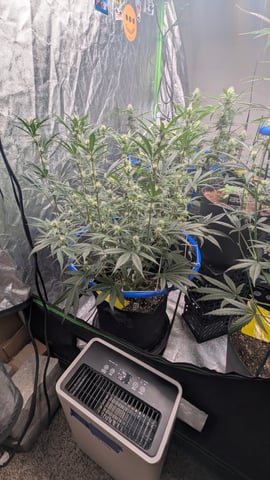 Mixed Grow — grow_setup, day 55