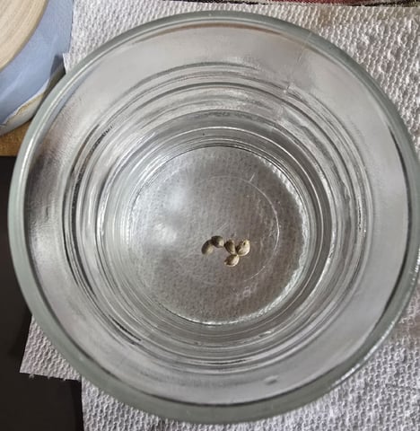 Dr. Sleep — germination, day 1