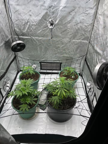 Lavender and Anesthesia Auto