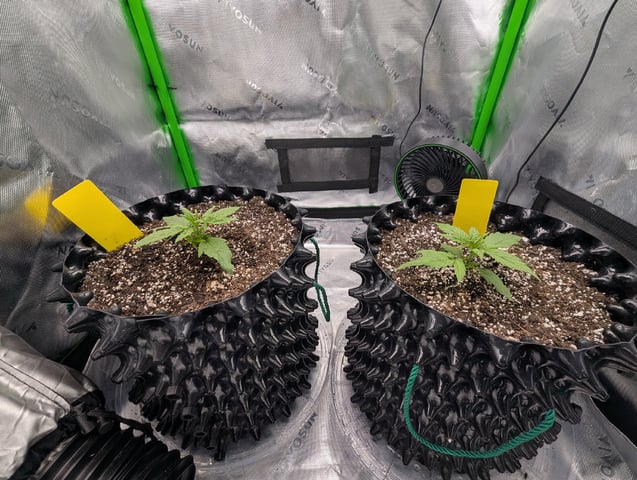 Titan F1 grow  — vegetative, day 18