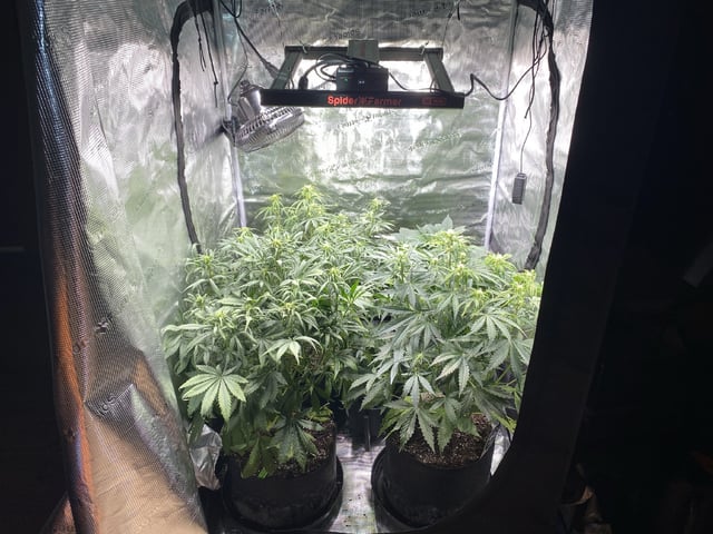 Auto Run #1 2025-2026 — flower, day 58