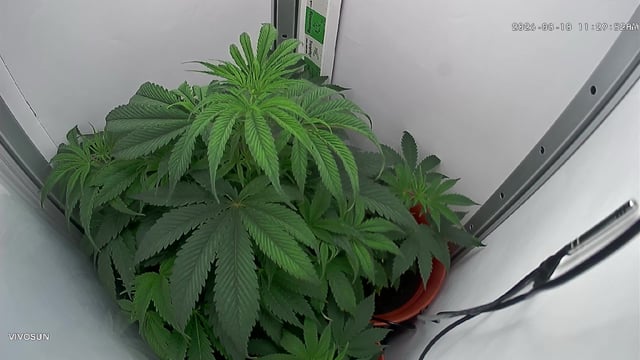 Blue Dream — flower, day 40