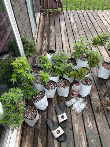 Outdoor 2025 — vegetative, day 1