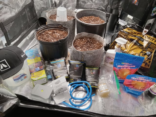 critical purple kush x peyote wifi  in the auto pot system tray 2 grow with added microhazian to the coco coir  — germination, day 1