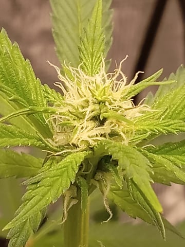critical purple kush x peyote wifi  in the auto pot system tray 2 grow with added microhazian to the coco coir  — flower, day 75