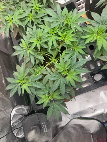 First Grow – Learning Every Day — vegetative, day 27